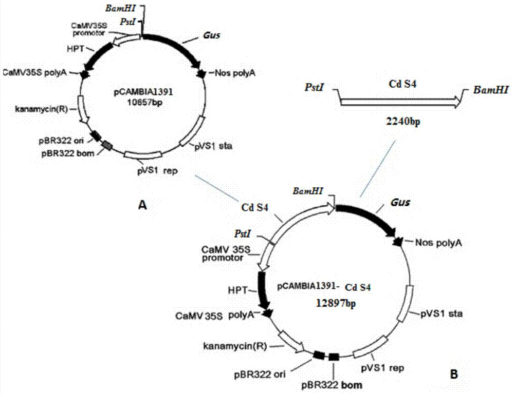 Heavy metal strongly inducible promoter cd‑s4 and its application