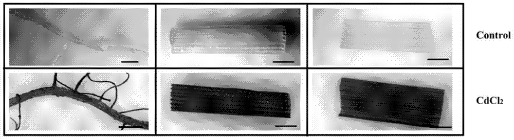 Heavy metal strongly inducible promoter cd‑s4 and its application