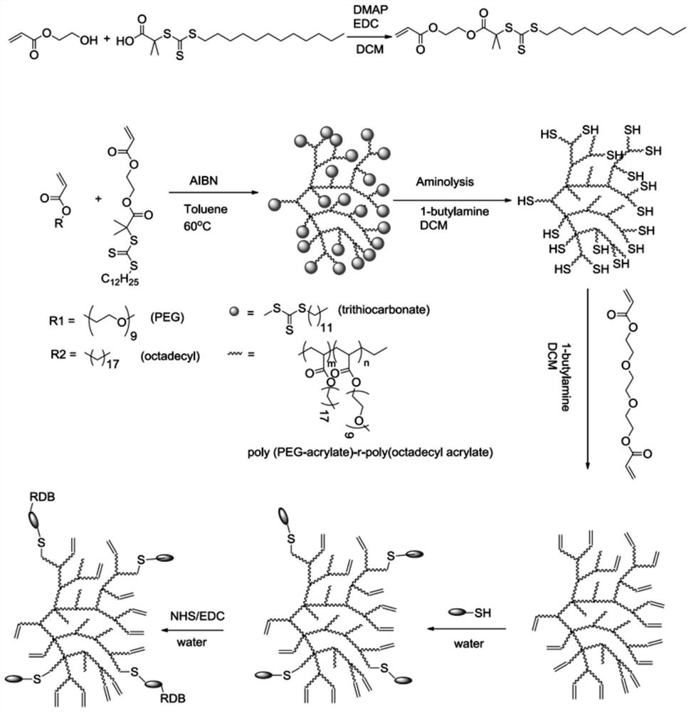 A kind of hyperbranched polymer polypeptide and its preparation method and application