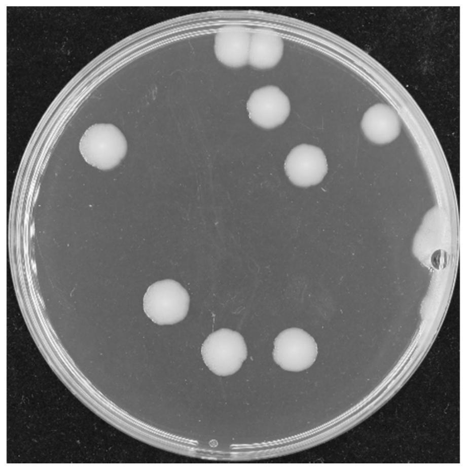 A strain of Serratia marcescens and its application