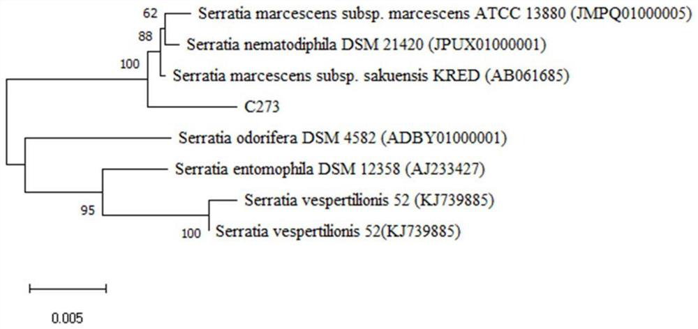 A strain of Serratia marcescens and its application