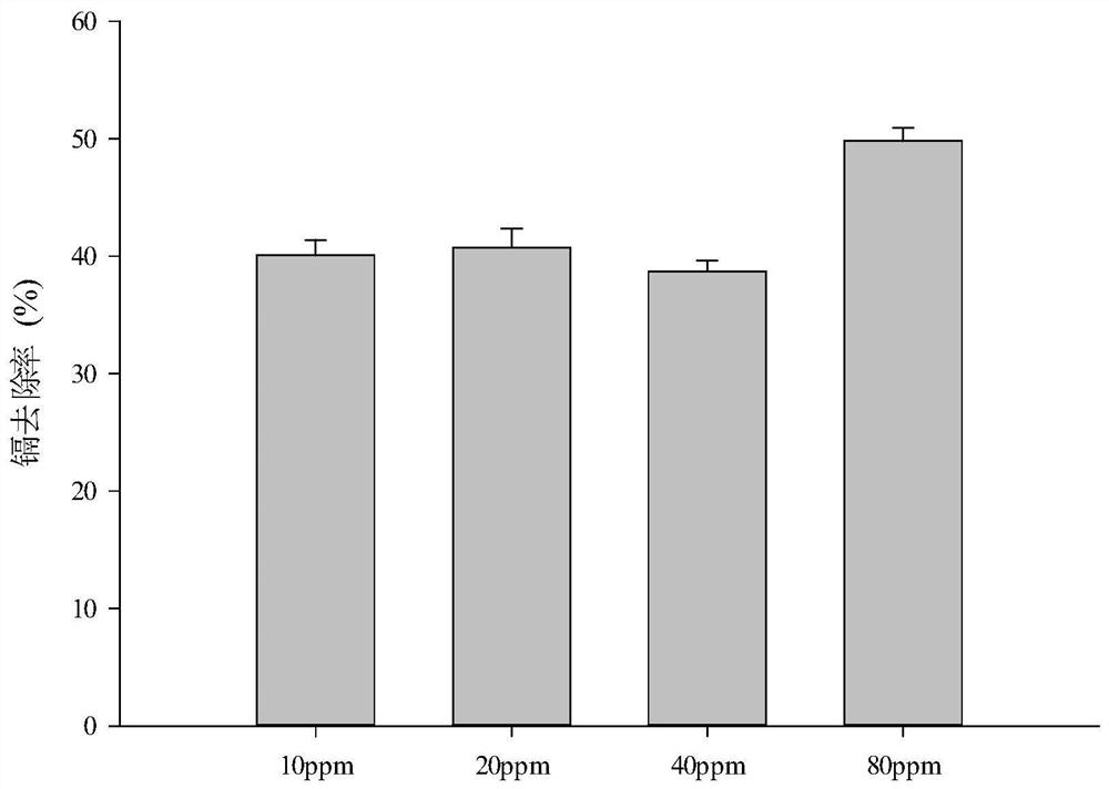 A strain of Serratia marcescens and its application