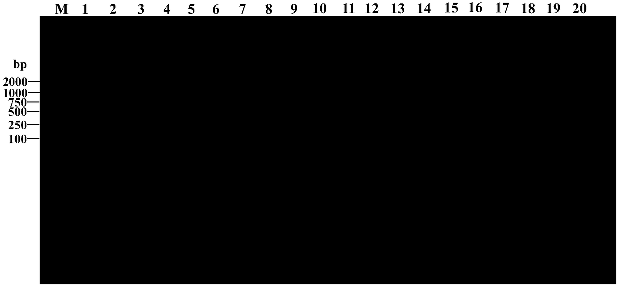 Nested PCR detection kit and application thereof to detection of verticillium dahliae