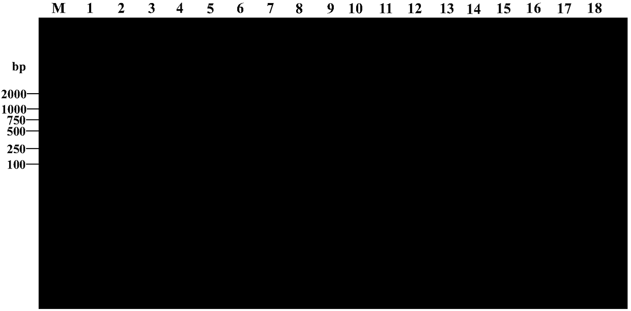 Nested PCR detection kit and application thereof to detection of verticillium dahliae