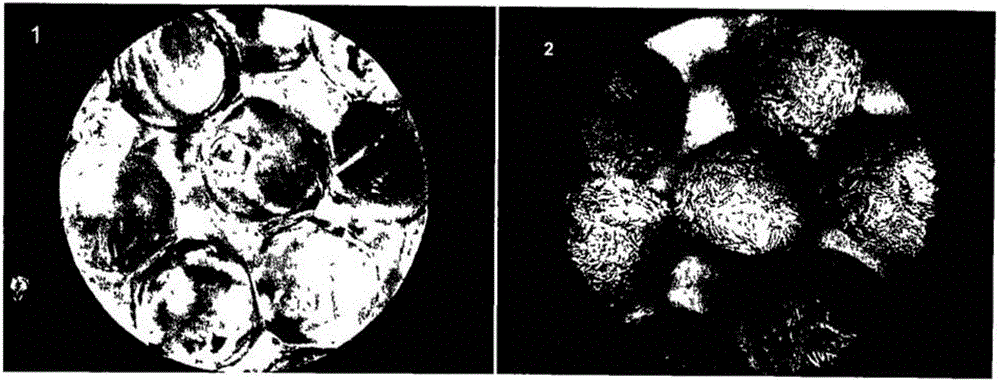 Photocatalytic element for purification and disinfection of air and water and method for the production thereof