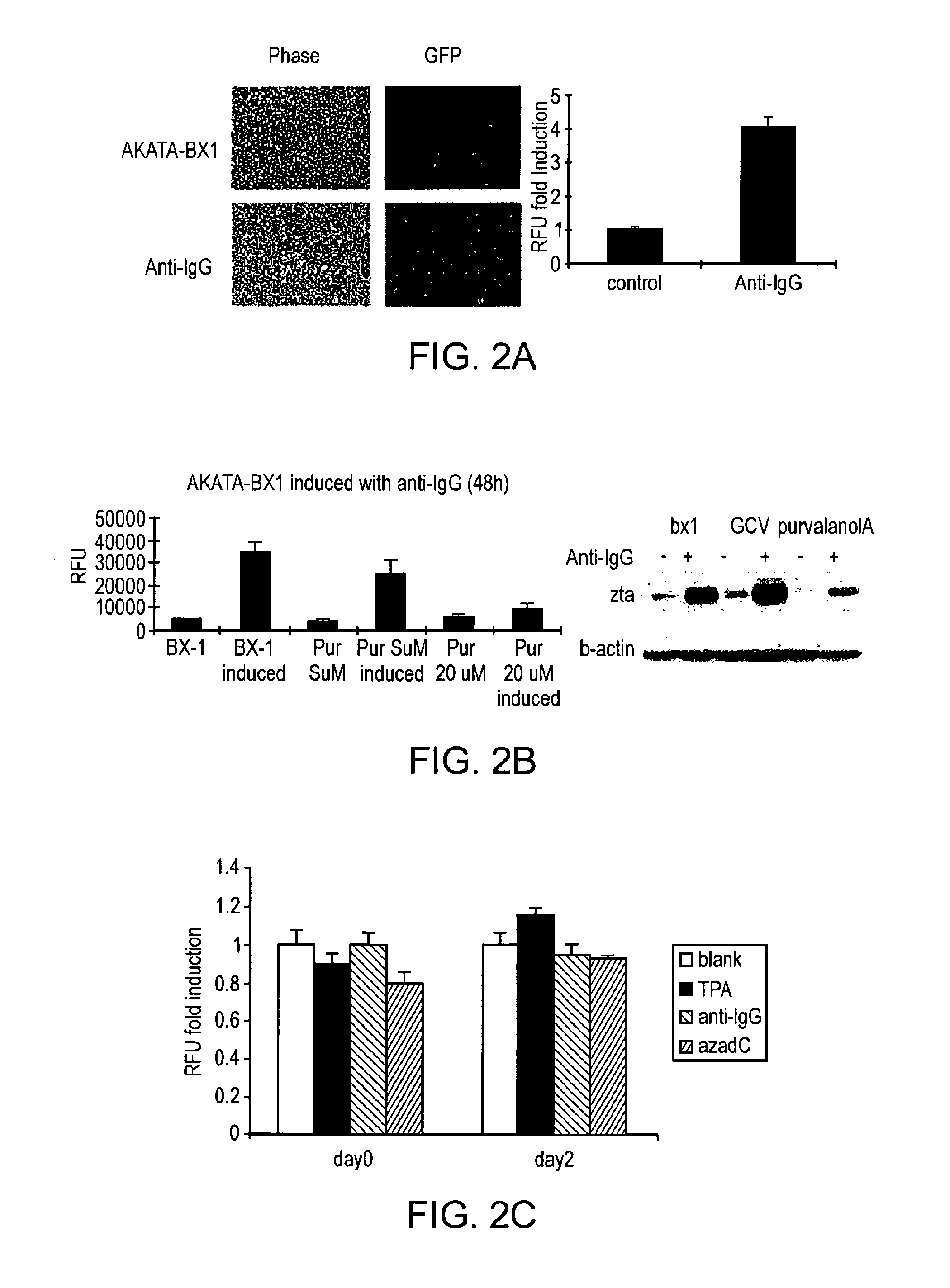 Imaging and therapy of virus-associated tumors