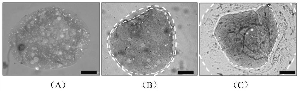 Cell-microspheres with eluted superparamagnetic gel coating and preparation method and application thereof