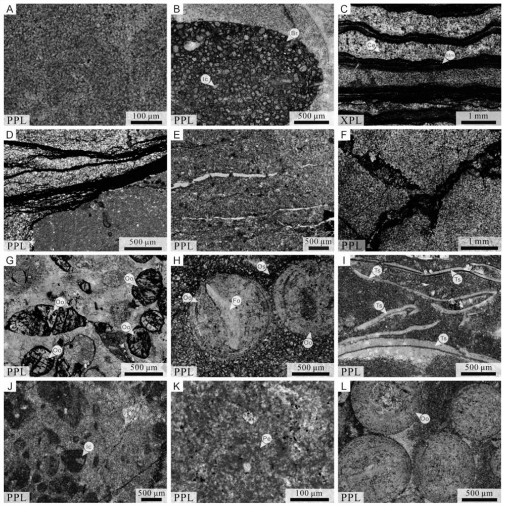 Method for determining ancient wind direction through distribution rule of oolitic beaches on carbonate rock platform