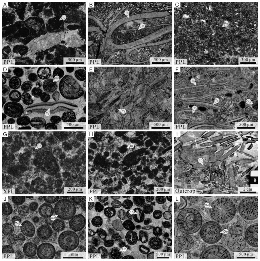 Method for determining ancient wind direction through distribution rule of oolitic beaches on carbonate rock platform