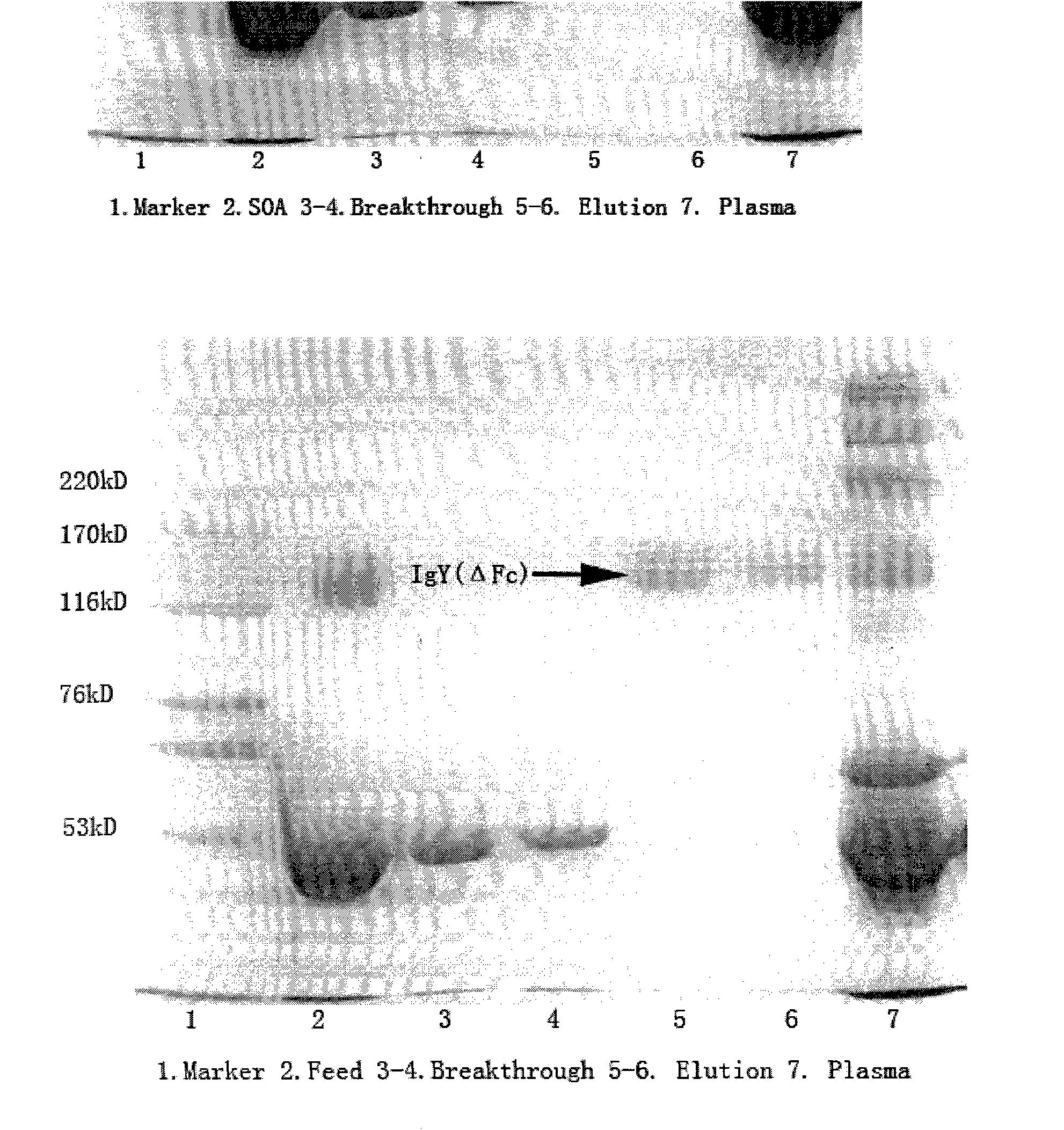 Method for separating immune globulin IgY(delta Fc) from goose blood