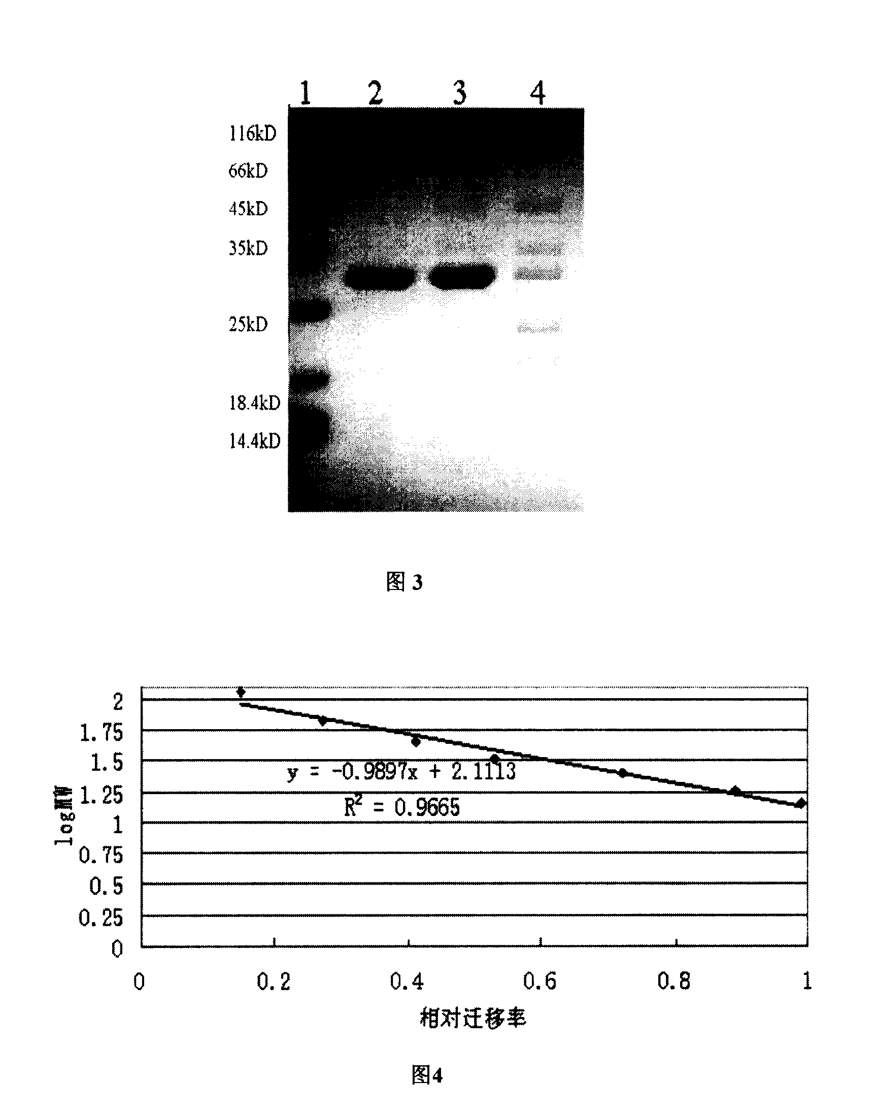 Bacillus subtilis BSn5 with bacteriostasis active to carrot soft rot Erwinia and bacteriostasis protein APn5