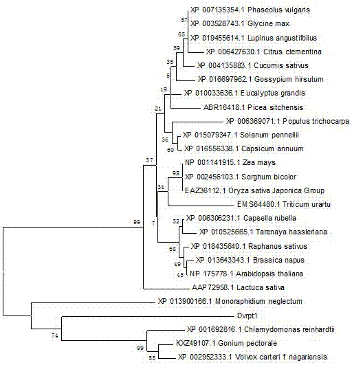 Gene DvRPT1 with salt tolerance as well as encoding protein and applications of gene DvRPT1