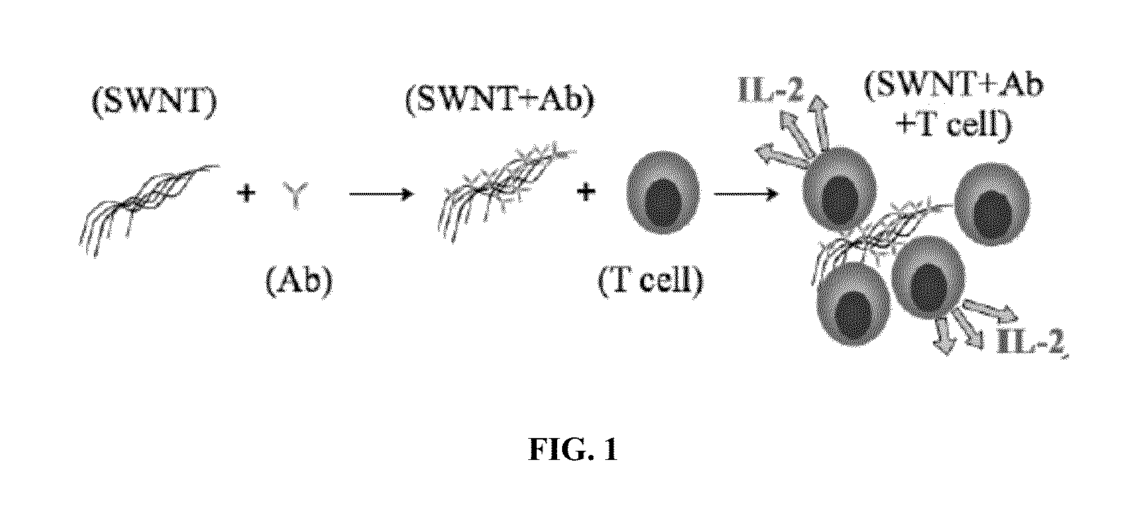 Carbon Nanotube Compositions and Methods of Use Thereof