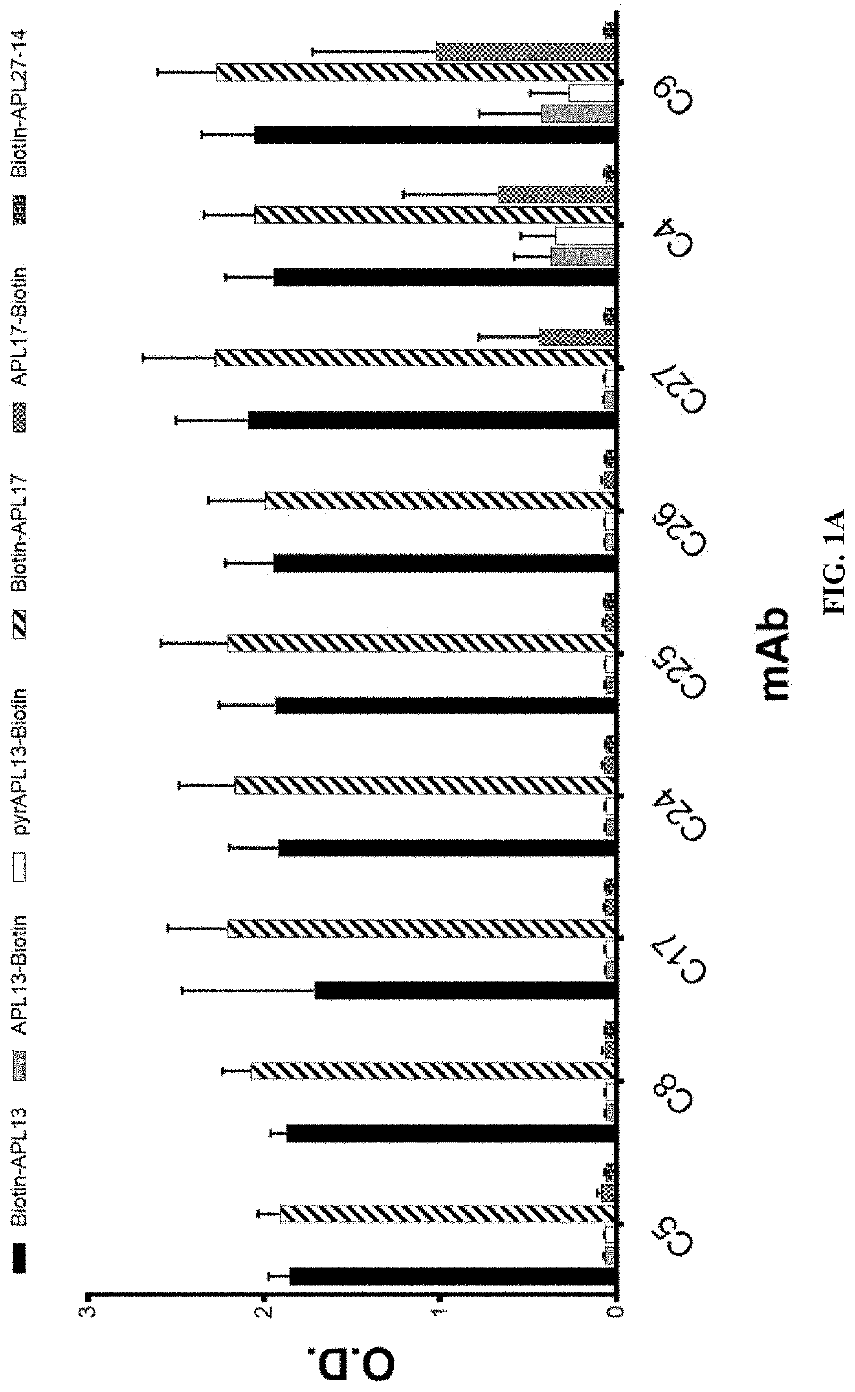 Anti-apelin antibodies and uses thereof