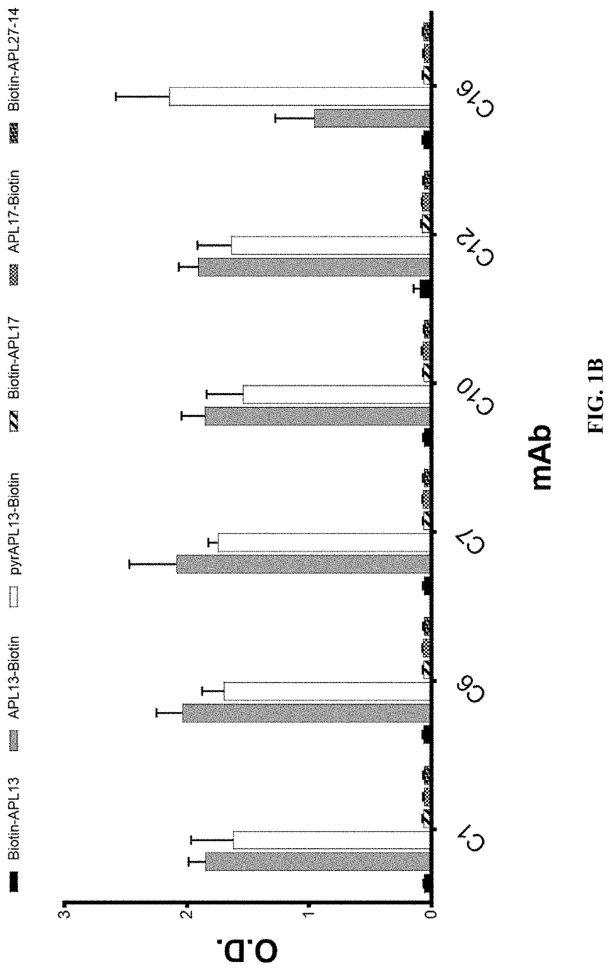 Anti-apelin antibodies and uses thereof