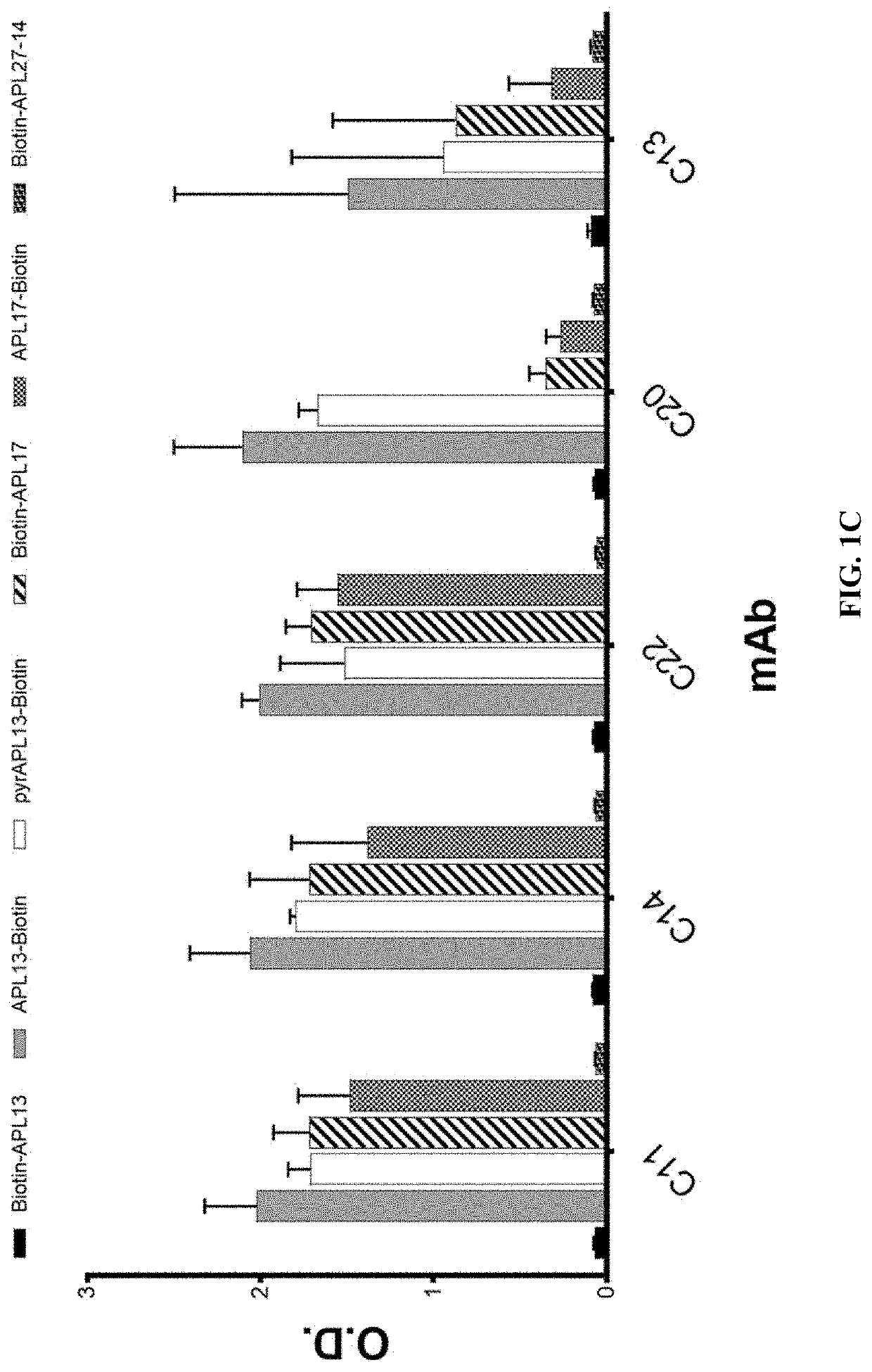 Anti-apelin antibodies and uses thereof