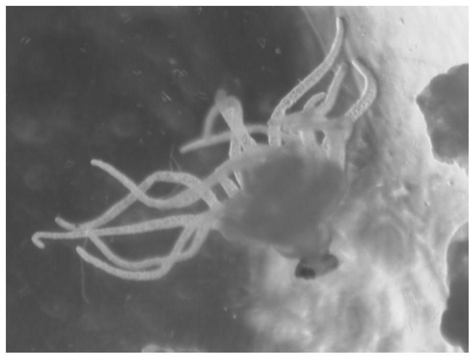 Whole-mount in situ hybridization detection method for marine jellyfish polyps