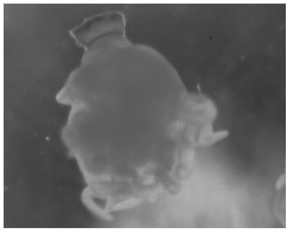 Whole-mount in situ hybridization detection method for marine jellyfish polyps