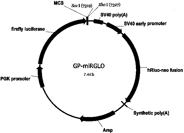 Small interfering nucleic acid for inhibiting novel coronavirus, and composition and applications thereof