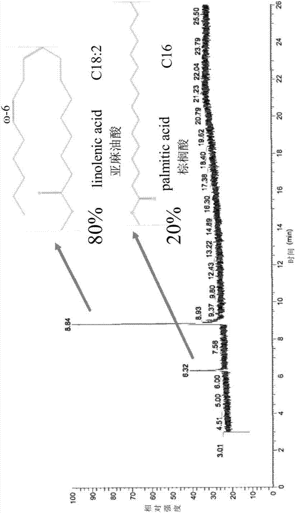 Orchid seed extract and addition product thereof