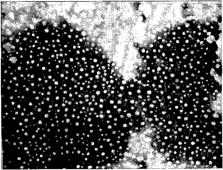 Lipid microsphere composition