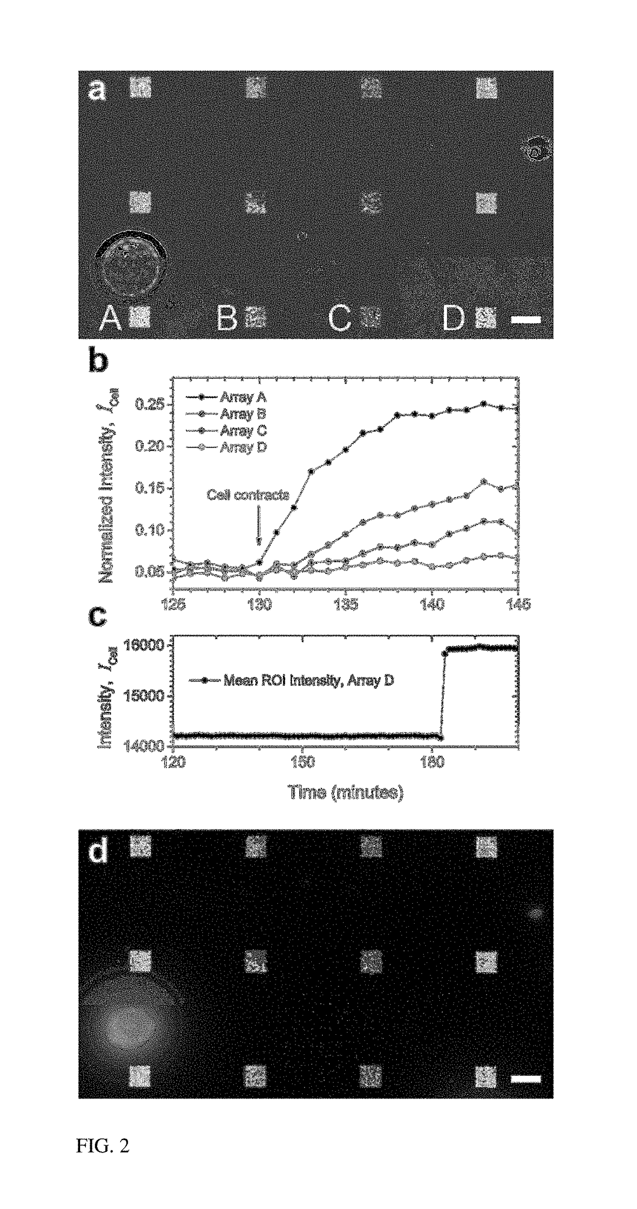 Nanosplasmonic imaging technique for the spatio-temporal mapping of single cell secretions in real time