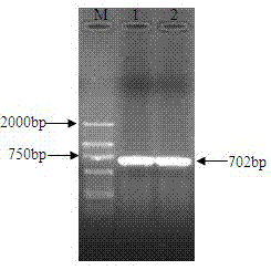 Negative regulator gene of streptomyces roseofulvus as well as preparation method and application thereof