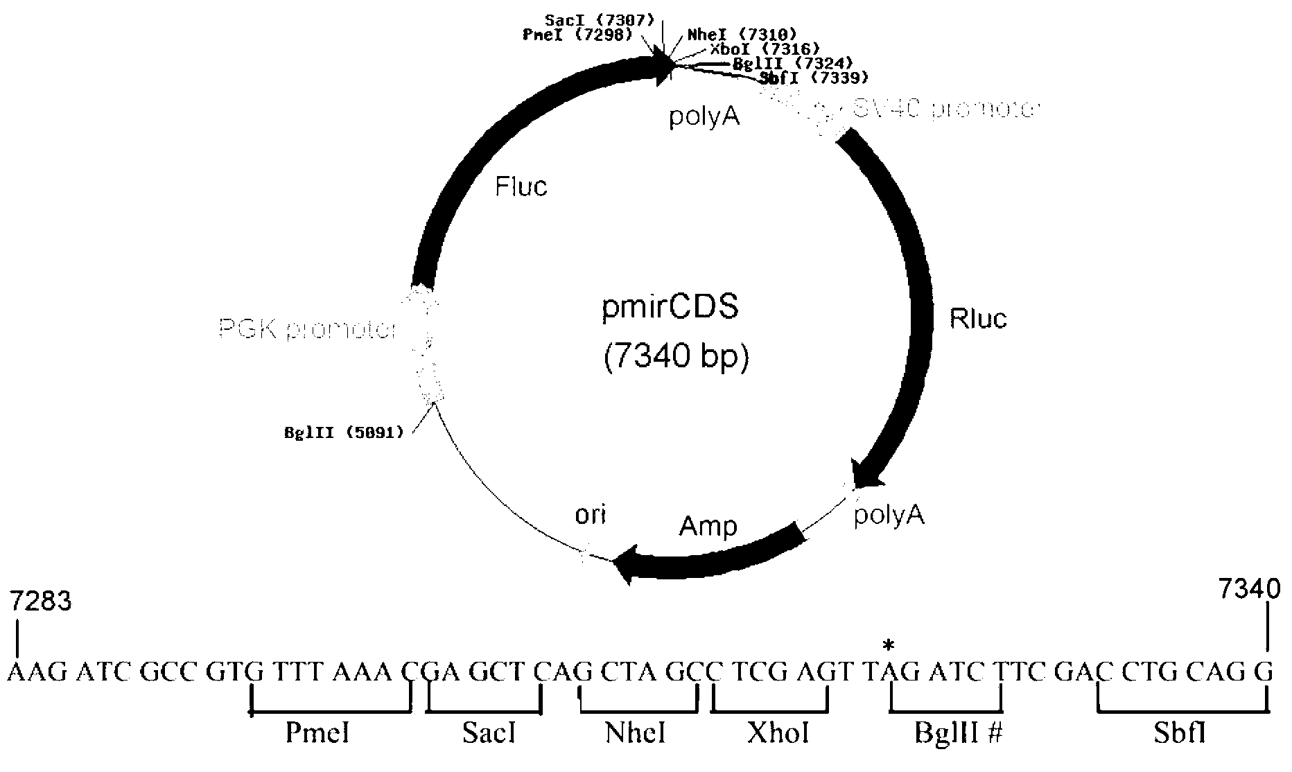 Dual fluorescent reporter gene vector for identifying miRNA targets, preparation method and application thereof