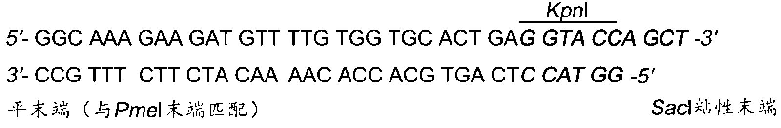 Dual fluorescent reporter gene vector for identifying miRNA targets, preparation method and application thereof