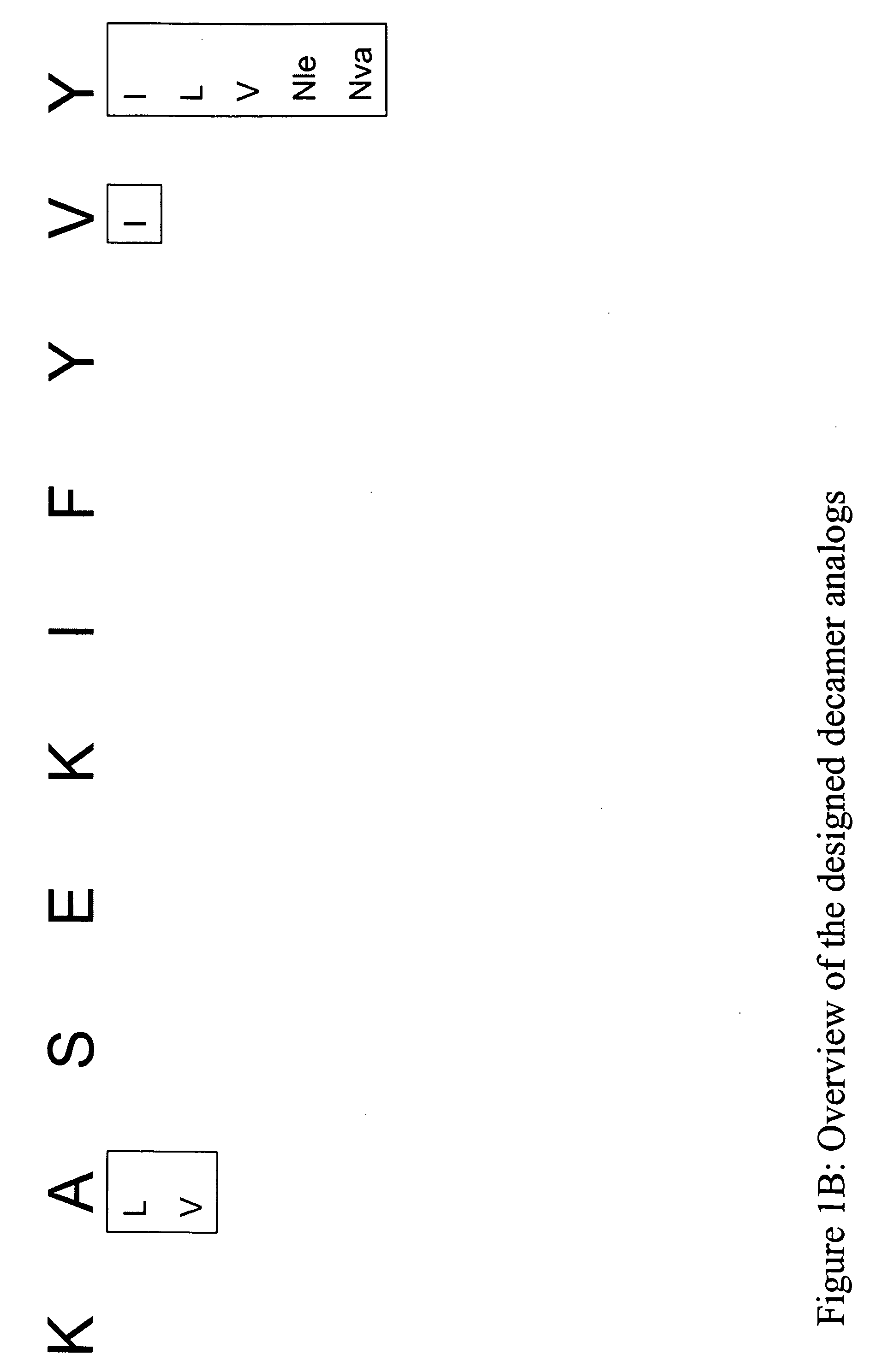 Prame peptide analogues