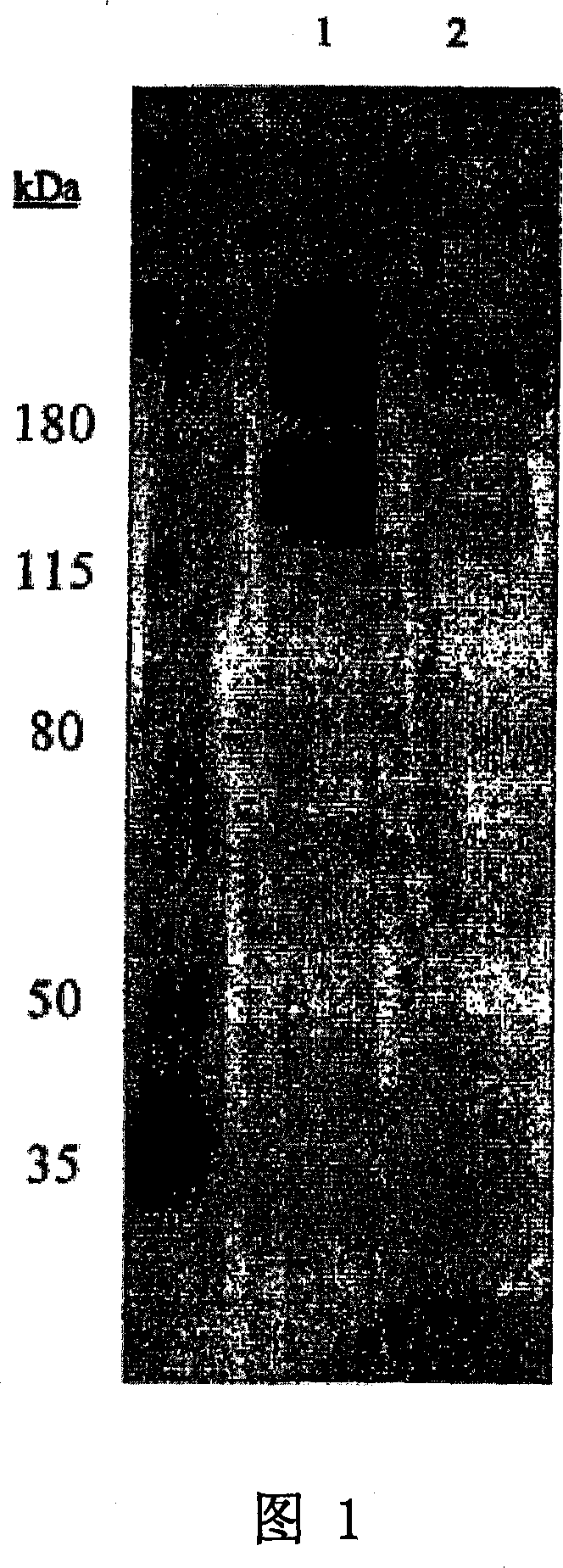 Cytotoxicity mediation of cells evidencing surface expression of MCSP