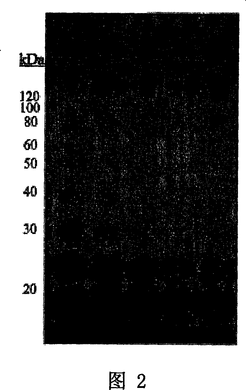 Cytotoxicity mediation of cells evidencing surface expression of MCSP