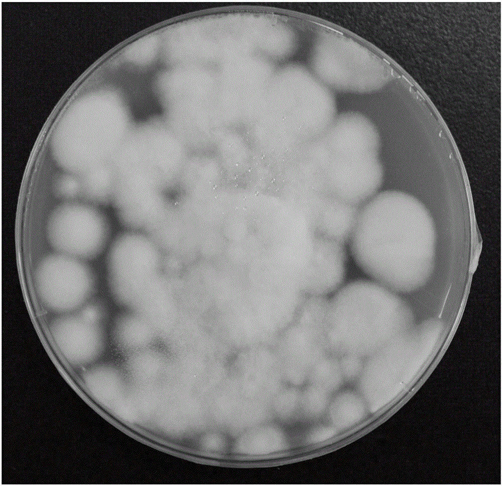 Paecilomyces hepiali producing coremia on silkworm pupae and culture method thereof