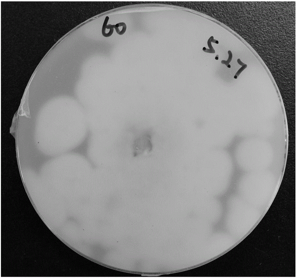 Paecilomyces hepiali producing coremia on silkworm pupae and culture method thereof