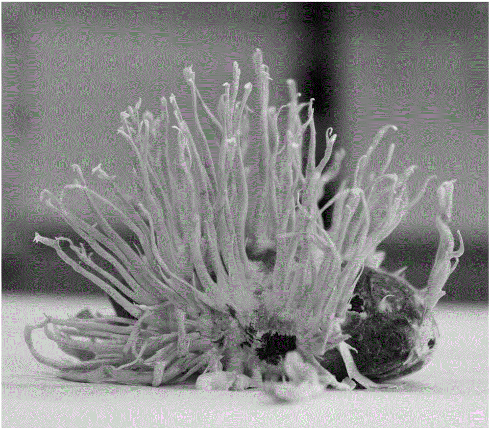 Paecilomyces hepiali producing coremia on silkworm pupae and culture method thereof