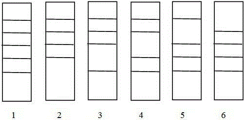 Colloidal gold test strip for detecting four kinds of nitrofuran metabolites and preparation method thereof