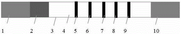 Colloidal gold test strip for detecting four kinds of nitrofuran metabolites and preparation method thereof