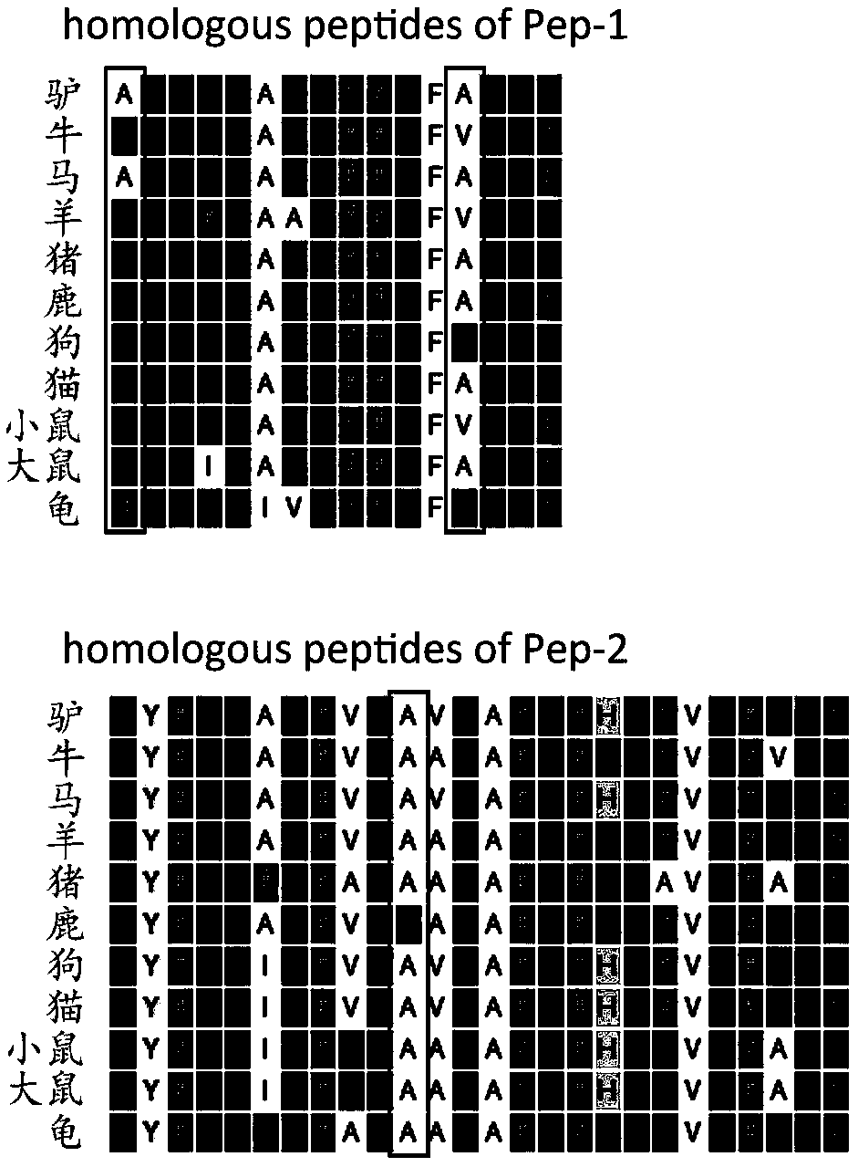 Method for identifying specific peptides of Chinese medicine containing protein