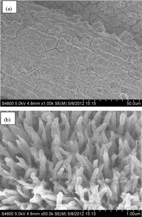 Method of loading titanium dioxide nanorod arrays on surface of titanium wire mesh