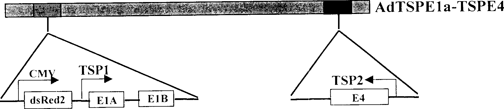 Conditional duplicated adenovirus and its establishment and use