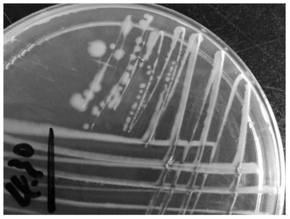 A kind of petroleum degrading bacterium capable of degrading heavy crude oil and its separation method and application