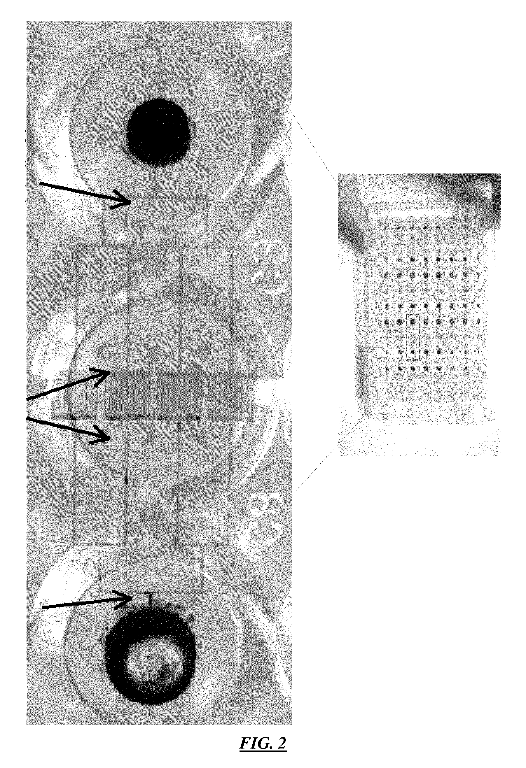 Cell culture array system for automated assays and methods of operation and manufacture thereof