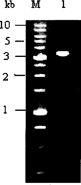 Novel Bt protein Cry4Cc1, coding gene thereof and use