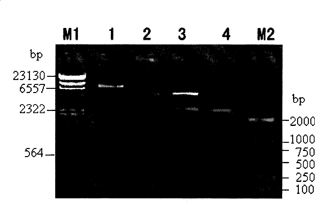 Novel Bt protein Cry4Cc1, coding gene thereof and use