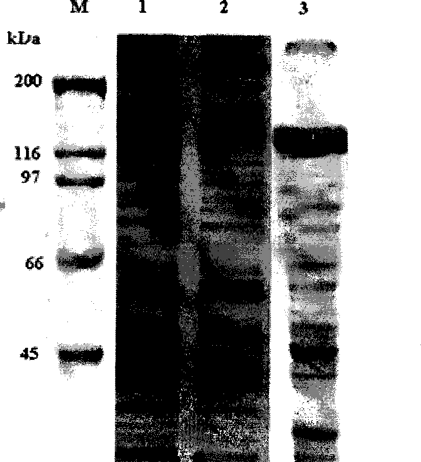 Novel Bt protein Cry4Cc1, coding gene thereof and use