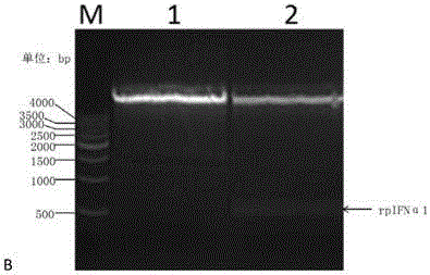 Industrial preparation method and application of recombinant interferon Alpha1