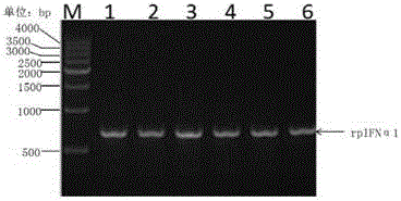 Industrial preparation method and application of recombinant interferon Alpha1