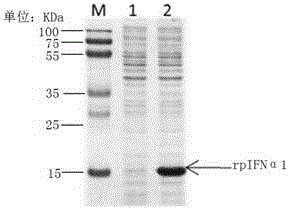 Industrial preparation method and application of recombinant interferon Alpha1