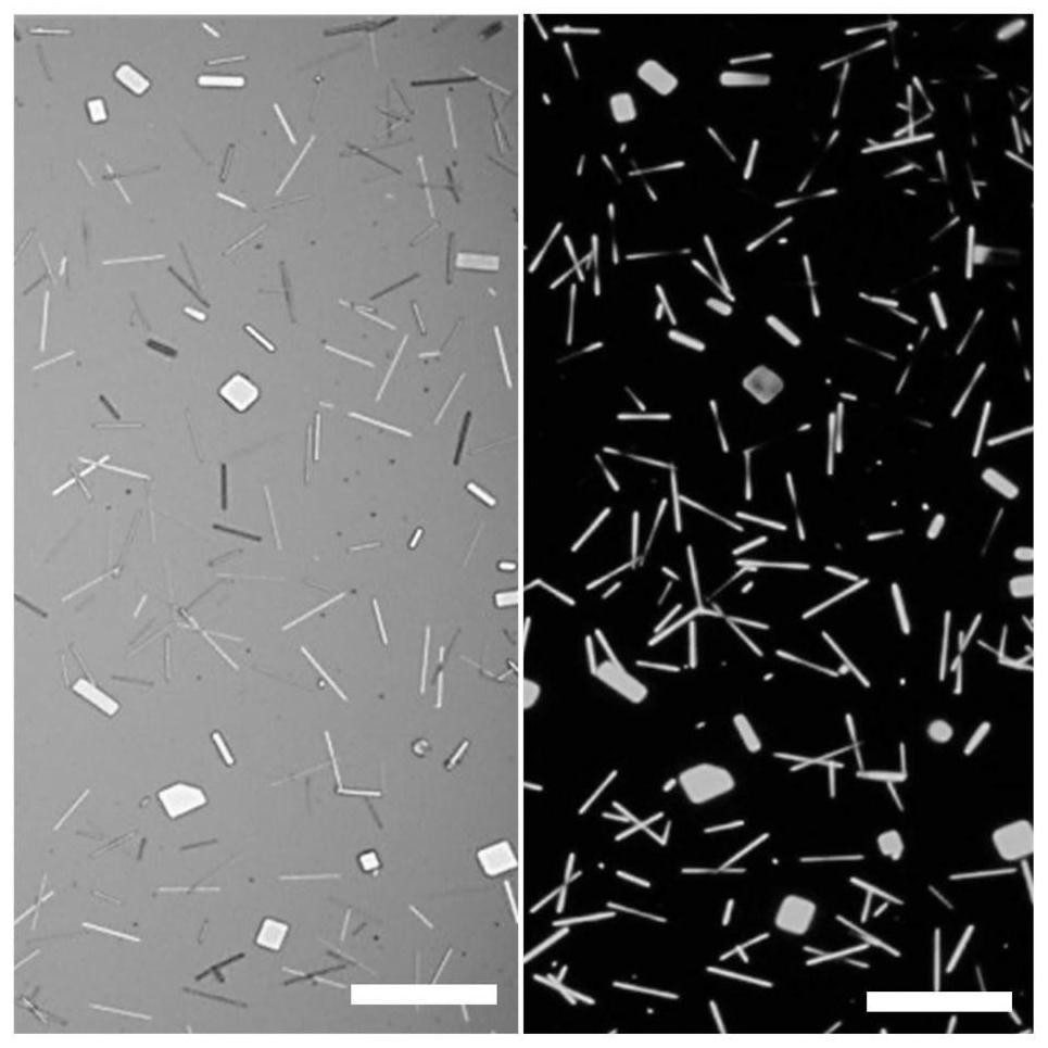 A kind of preparation method of ultrathin ribbon perovskite single crystal