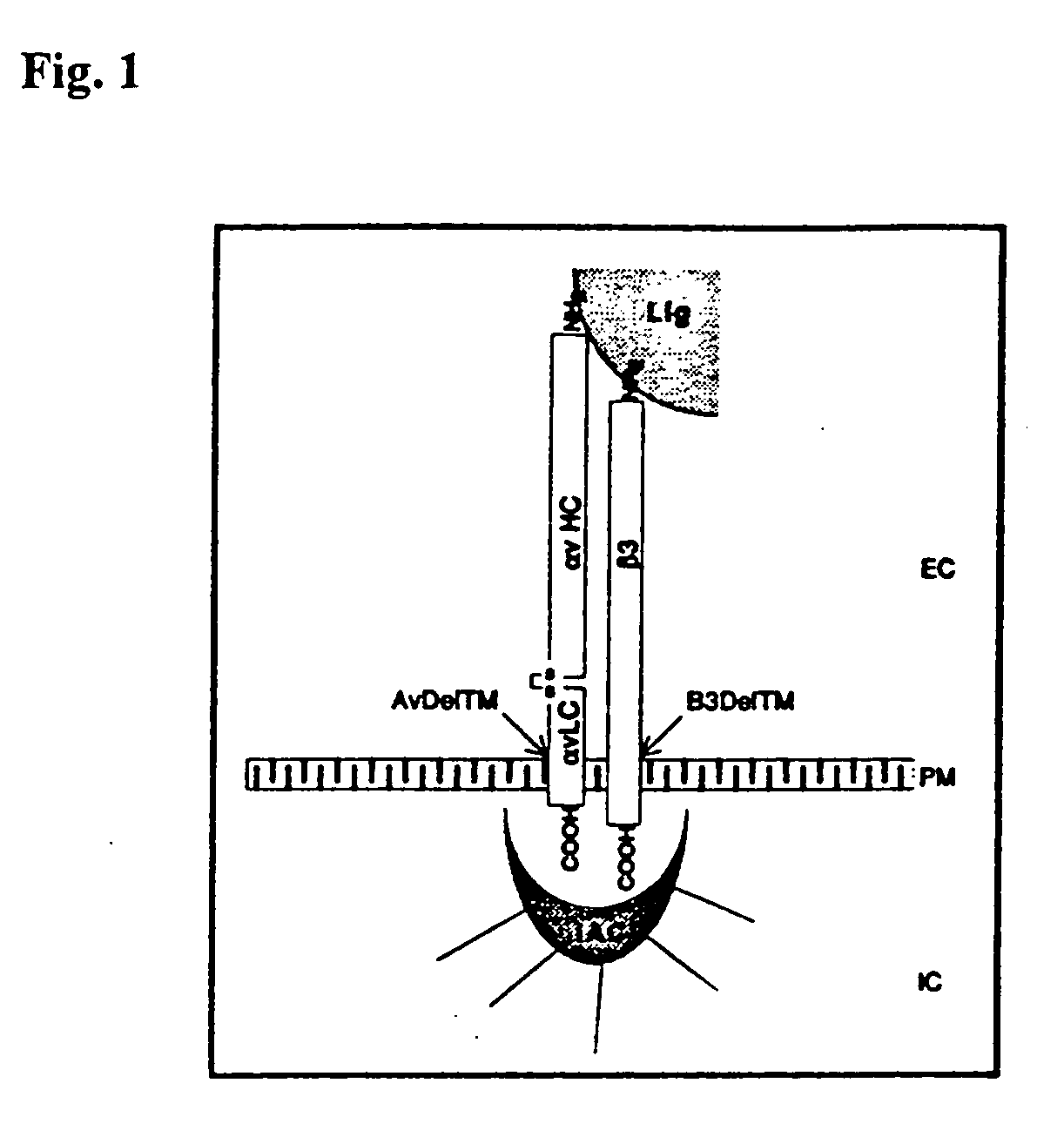 Soluble recombinant alphavbeta3 adhesion receptor